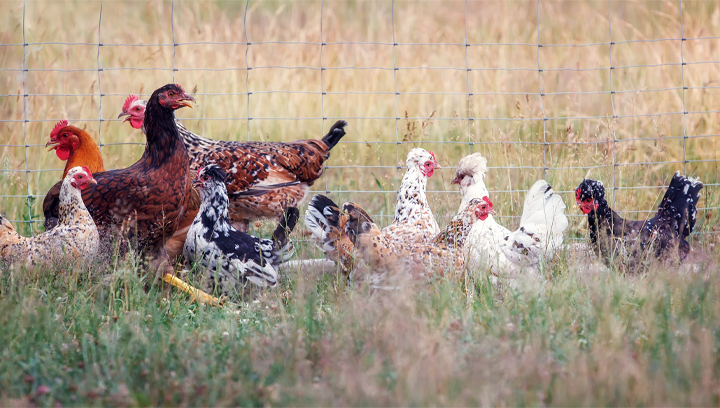 إنفلونزا الطيور H5N1 وأثرها على إدارة العيادات